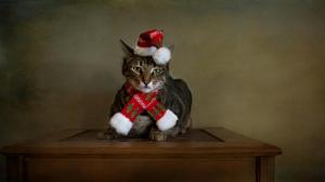 Cats Holidays Christmas Hat Animals wallpaper thumb