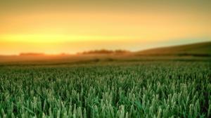 Wheat Crop Field Sunset HD wallpaper thumb