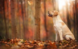 Autumn, forest, leaf, dog wallpaper thumb