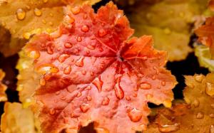 Red leaves close-up, water drops wallpaper thumb