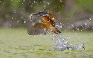 Kingfisher catching fish, water splash wallpaper thumb