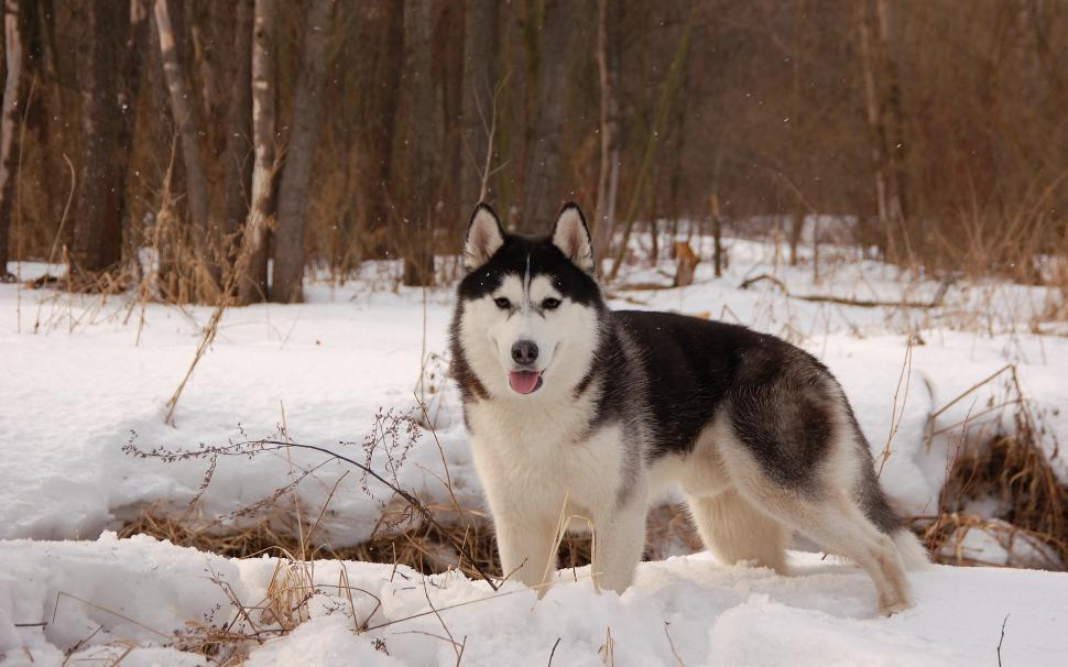 Husky dog, winter, snow wallpaper,Husky HD wallpaper,Dog HD wallpaper,Winter HD wallpaper,Snow HD wallpaper,1920x1200 wallpaper