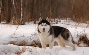 Husky dog, winter, snow wallpaper thumb