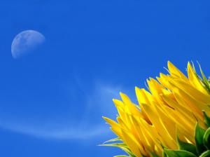 Blue Sunflower Flower Moon HD wallpaper thumb