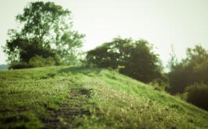 Green, Grass, Trees, Hill, Macro wallpaper thumb