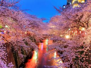 o-hanami, blossom, sakura, japan wallpaper thumb