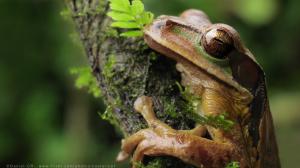 Frog Macro HD wallpaper thumb