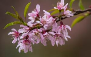 A branch flowers close-up, pink sakura wallpaper thumb