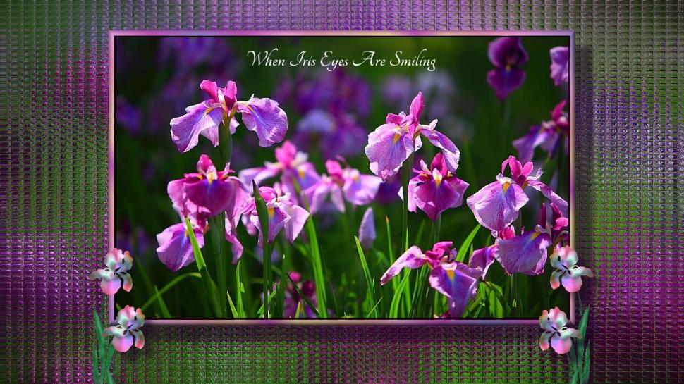 When Iris Eyes Are Smiling wallpaper,iris HD wallpaper,purple HD wallpaper,pink HD wallpaper,flowers HD wallpaper,nature & landscapes HD wallpaper,1920x1080 wallpaper