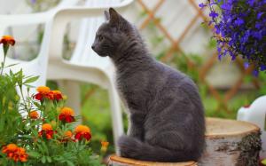 Gray cat standing, orange blue flowers wallpaper thumb