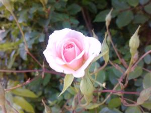 Rose For My Love. wallpaper thumb