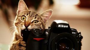 Nikon Cat wallpaper thumb