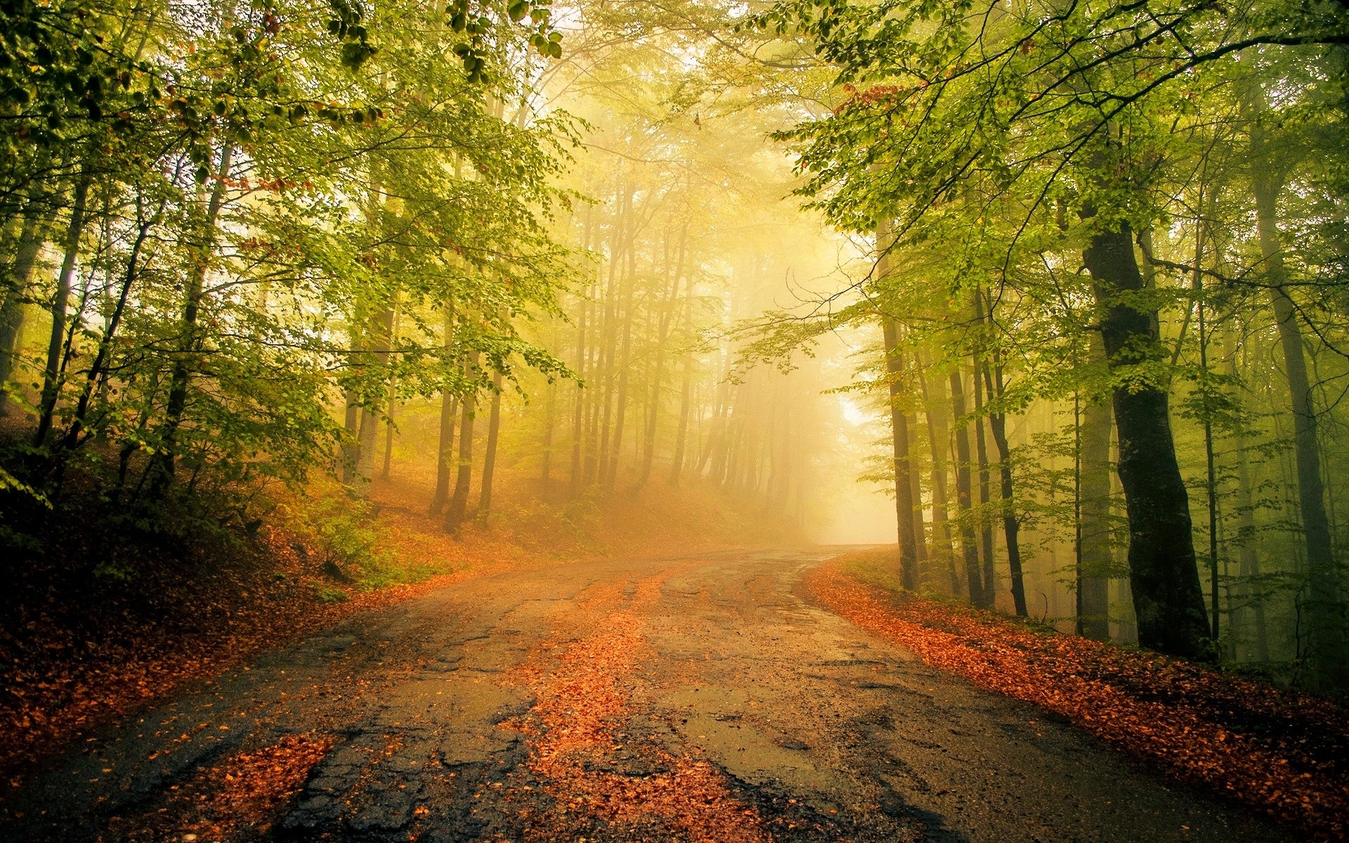Nature, Landscape, Mist, Road, Leaves, Forest, Morning, Trees, Calm