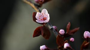 Pink Cherry Blossom Flower wallpaper thumb