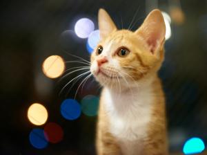 Cute kitten, eyes, orange, glare background wallpaper thumb