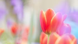Beautiful Tulip  Widescreen wallpaper thumb