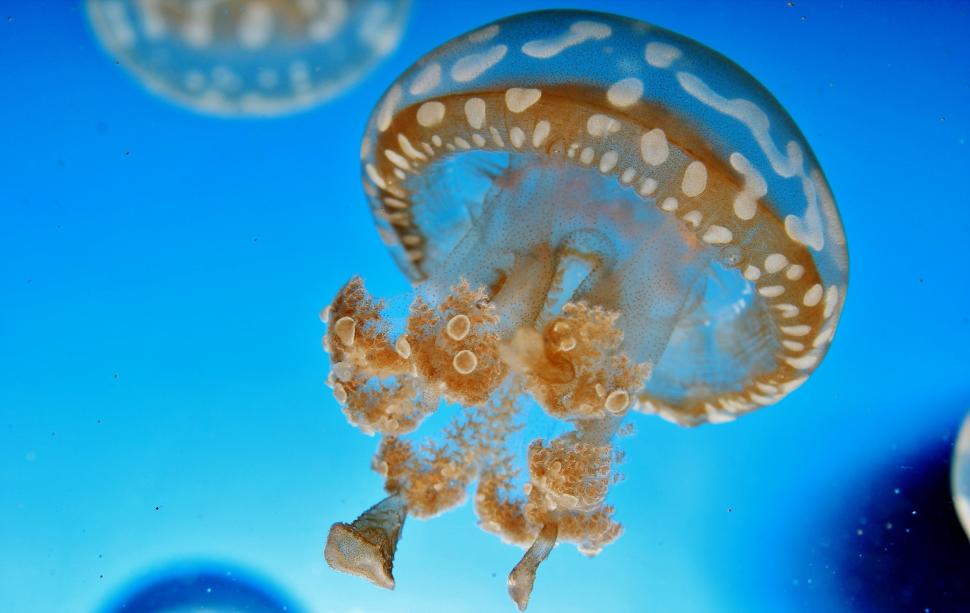 Jellyfish, underwater wallpaper,water HD wallpaper,blue HD wallpaper,close-up HD wallpaper,underwater HD wallpaper,Jellyfish HD wallpaper,2560x1620 wallpaper