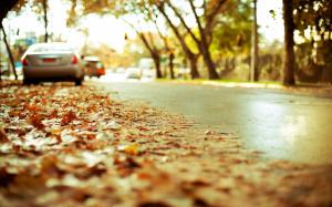Macro Leaves Street Autumn Blur HD wallpaper thumb