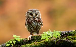 Cute Baby Owl wallpaper thumb