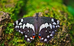 Insect butterfly macro photography wallpaper thumb