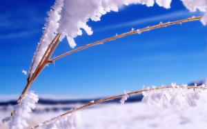 Nature Plants In The Frost wallpaper thumb
