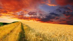 Wheat field under the dusk sky wallpaper thumb
