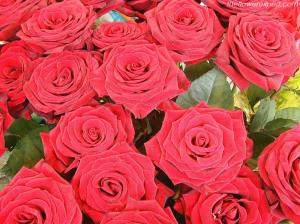 Flowers, Rose, Red, Love wallpaper thumb