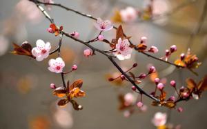 Pink cherry flowers bloom, leaves, nature, blur background wallpaper thumb