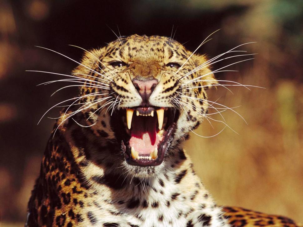 Jaguar Teeth HD wallpaper,animals wallpaper,jaguar wallpaper,teeth wallpaper,1600x1200 wallpaper