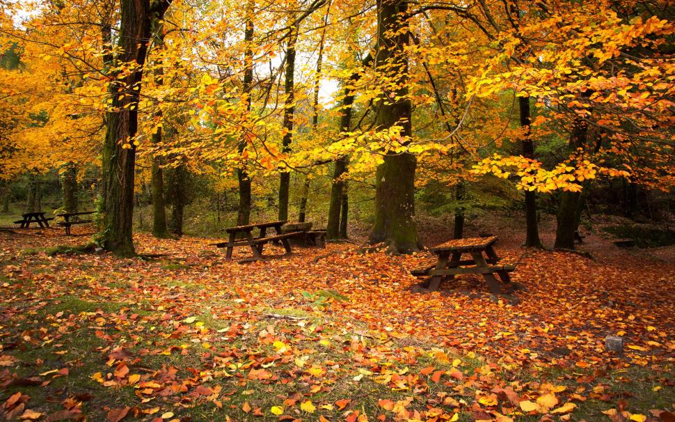 Autumn park, forest, trees, red leaves, benches wallpaper,Autumn HD wallpaper,Park HD wallpaper,Forest HD wallpaper,Trees HD wallpaper,Red HD wallpaper,Leaves HD wallpaper,Benches HD wallpaper,2880x1800 wallpaper