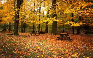 Autumn park, forest, trees, red leaves, benches wallpaper thumb