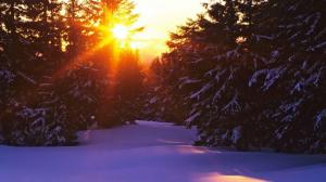 Sunset over snowy forest wallpaper thumb