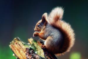 Cute Squirrel wallpaper thumb