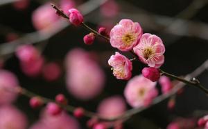 Japan Cherry Blossoms Flowers Spring Photos wallpaper thumb