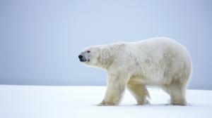 Lonely polar bear, walk in the snow, Alaska, winter wallpaper thumb