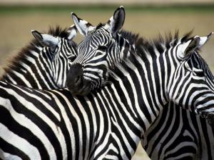 Zebra, Animal, Horse wallpaper thumb