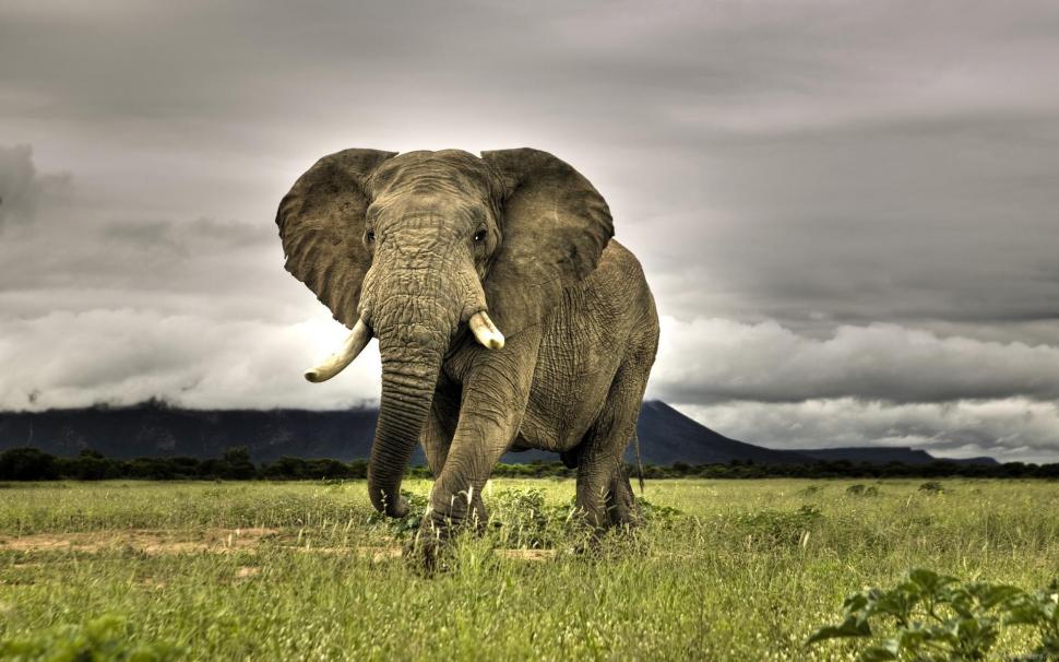 Elephant under cloudy sky wallpaper,elephant HD wallpaper,cloud HD wallpaper,animal HD wallpaper,1920x1200 wallpaper