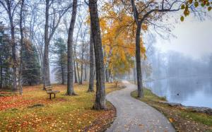 Park landscape, walkway, trees, benches, lake, autumn wallpaper thumb