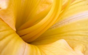 Yellow Flower, Nature, Macro, Fresh, Spring wallpaper thumb