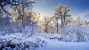Thick snow, trees, branches, winter, sun rays wallpaper thumb