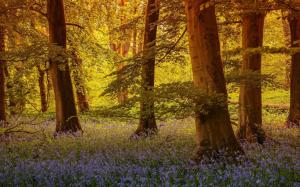 North Yorkshire, England, trees, flowers wallpaper thumb
