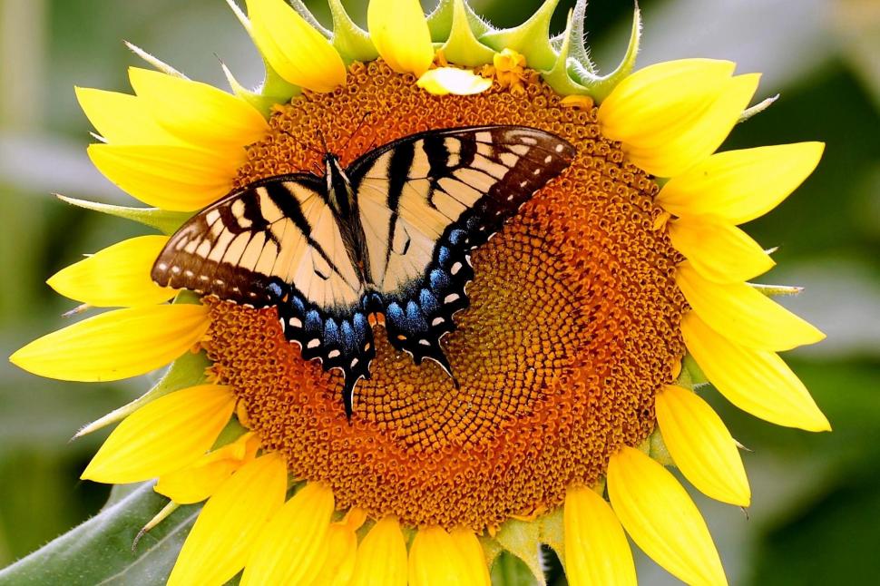 Sunflower Butterfly *** wallpaper | nature and landscape | Wallpaper Better