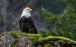 Bald eagle wallpaper thumb