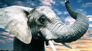 Gray elephant wallpaper thumb