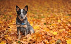 Cute black dog in yellow leaves ground wallpaper thumb