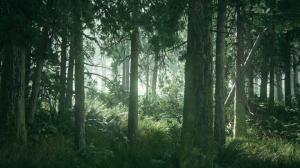 Lots of Green Forest Trees wallpaper thumb