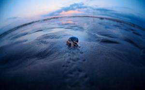 Crab in the sand wallpaper thumb