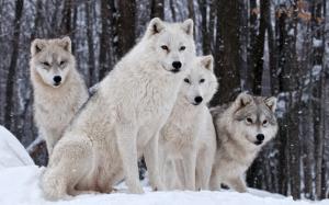 Wolves family, nature, winter wallpaper thumb