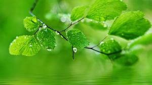 Green, natural, leaves, water droplets, drops wallpaper thumb
