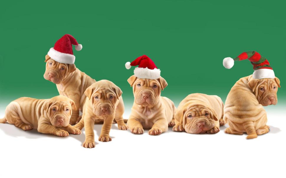 Christmas Puppies wallpaper,animals HD wallpaper,holiday HD wallpaper,1920x1200 wallpaper